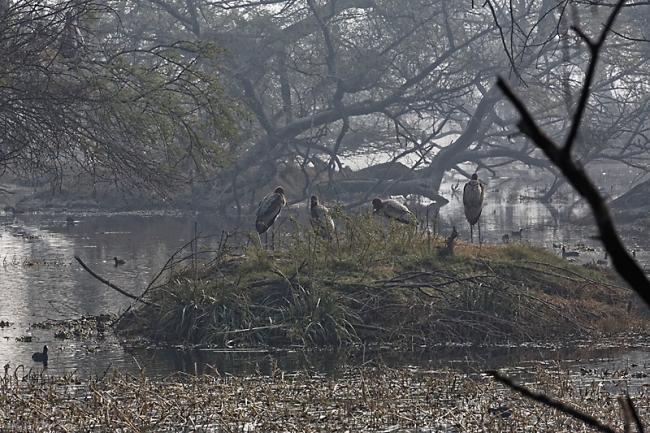 Keoladeo national park-110